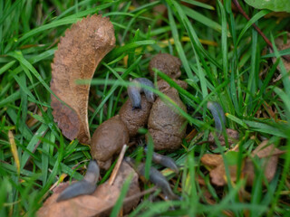 slugs sit on feces in the grass