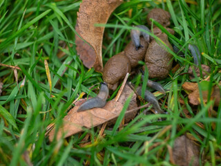 slugs sit on feces in the grass