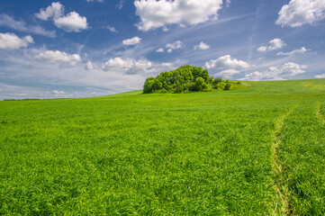 Summer landscape, Green wheat cereal crops growing in cultivated field, plants swaying in the wind