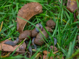 slugs sit on feces in the grass