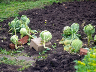 white cabbage on the bed