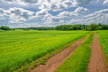 Fototapeta na wymiar Summer landscape, green wheat, dirt road, yellow clay road surface