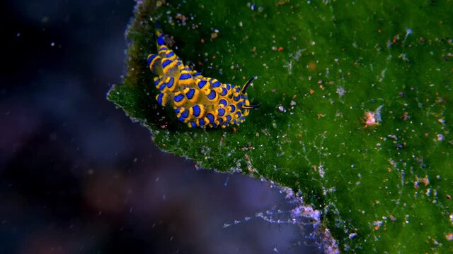 A tiny sea slug - Costasiella sp., feeding on an algae. Underwater macro world of Tulamben, Bali, Indonesia.