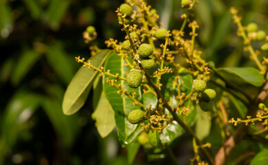 Longan flowers and young fruits (Dimocarpus longan), shallow focus
