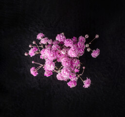 Beautiful flower on a black background. On a dark background.