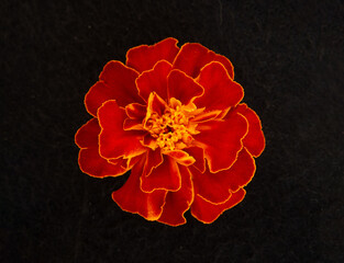 Top view of a flower on black background. View from above.