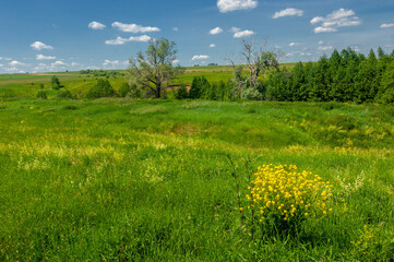 Summer landscape, ravines, meadows, green grasses of the summer landscape, the European part of the earth, sultry summer