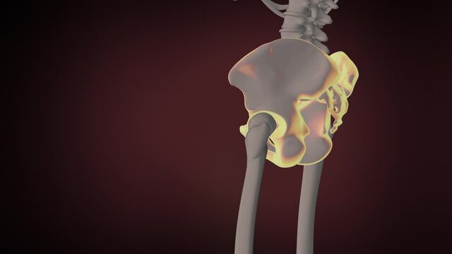 Human anatomy pelvis and sacrum background