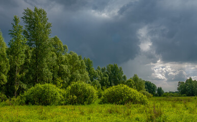 summer landscape, thunderclouds, blue sky, floodplain meadow fields, the aroma of summer colors and a variety of wildflowers