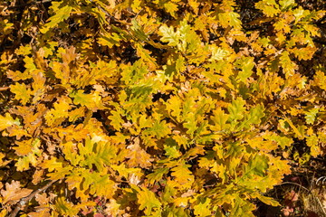 Colorful backround image of fallen autumn leaves perfect for seasonal use