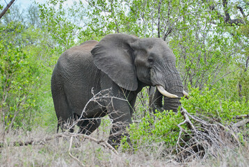 Naklejka premium Big African elephant bull, Loxodonta, standing in the african bush