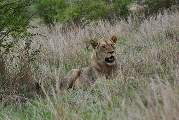 African Lion