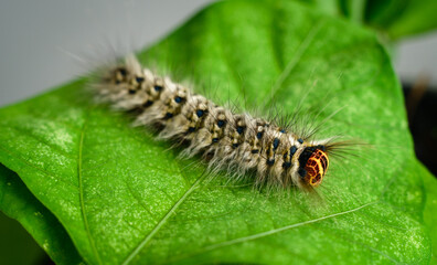 Rose myrtle lappet caterpillar (Trabala Vishnou)on a green Winged bean leaf overhead view, close-up macro shot.