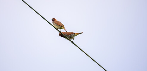 Scaly-breasted munia birds couple on the electric wire. Native bird in tropical Asia.