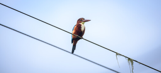 Kingfisher perch on the electric wire close up shot, White-throated kingfisher is also known as white-breasted kingfisher,