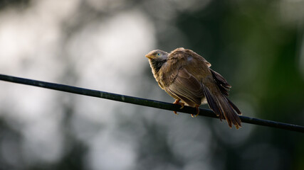 Yellow-billed babbler bird sunning in the morning on the wire, fluffing its feathers. Soft bokeh background, a beautiful bird endemic to Sri Lanka.