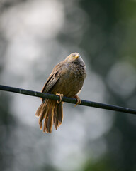 Yellow-billed babbler close-up portraiture photograph, sunning in the morning, soft bokeh background, a beautiful bird endemic to Sri Lanka.
