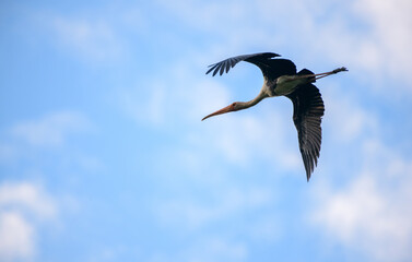 Painted stork (Mycteria Leucocephala) bird in-flight photograph. Large wader in the stork family.