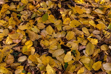 Background or texture of fallen autumn fall season foliage tree leaves