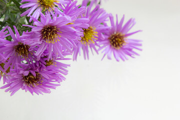bouquet of beautiful purple chrysanthemums on a white background