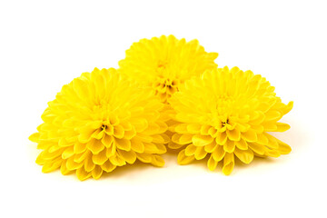 Yellow chrysanthemum flowers, isolated on white background.  Gerbera daisy blossom.