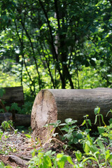 Tree trunk. Fallen tree. Background for arranging objects