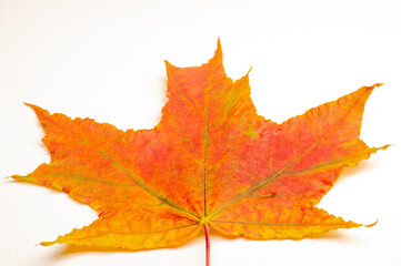 Naklejka na ściany i meble Autumn sketch with maple leaves, yellow red orange colors of leaves, photograph isolated on white background