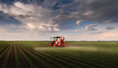 Tractor spraying soy field in sunset.