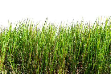Green grass isolated on white background