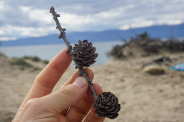 Branch with cones in hand