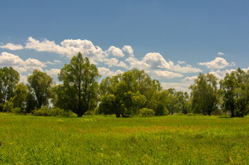 Fototapeta na wymiar Summer landscape, river floodplain, picturesque shores, bright green grass with wild wildflowers, blue sky with white clouds, summer tender warm days,