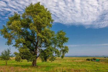Fototapeta na wymiar Summer landscape. River in the European part of the world. Sunny warm day. Green trees, grass. Blue sky with a small cloud cover.
