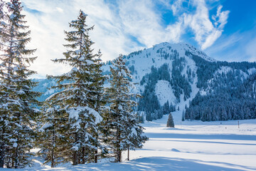 The low sun is barely shining through the snow-covered pine trees in this beautiful mountain landscape of the Gnadealm Obertauern area, Austria.
