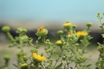 Flowers against the sky.