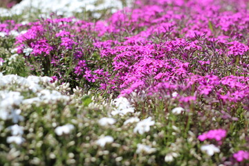 Blooming bright colorful flowers. Summer bloom. White-pink flowers