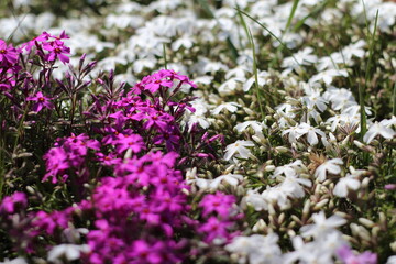 Obraz premium Blooming bright colorful flowers. Summer bloom. White-pink flowers