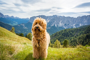 golden doodle dog on the meadow in the dolomites mountains
