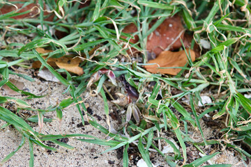 Crab in a grass and sand, Dominican Republic