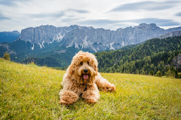 dog on the meadow in the dolomites mountains