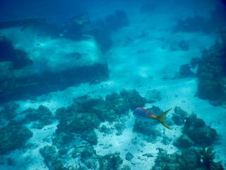 A silvery yellow fish and a ship with a hole, lying on the seabed in Cato Largo, Cuba