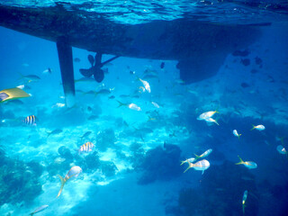 Colored fishes in the Caribbean sea under the bottom of the ship on Cayo Largo, Cuba