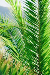 Long palm branches with lush green foliage