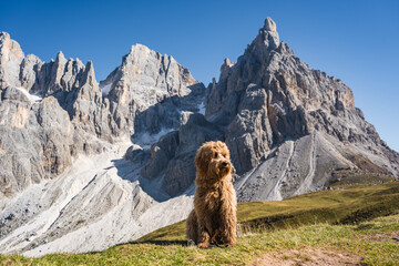 good boy dog sitting in front of pale di san martino mountains in the dolomites