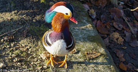Mandarin duck just after leaving the water to the shore