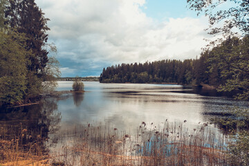 Green swamp in the forest. Landscape image on sunny summer day