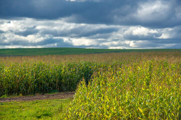  Corn a North American cereal plant that yields large grains, or kernels, set in rows on a cob. Its many varieties yield numerous products, highly valued for both human and livestock consumption.