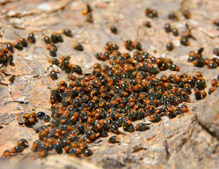 Mealybug ladybirds, Cryptolaemus montrouzieri (Coleoptera: Coccinellidae) are natural enemies of Scale insects. Agriculture plantation. Rearing and biological control concept