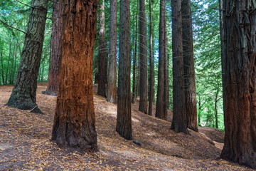 Secuoia forest Cabezon de la Sal