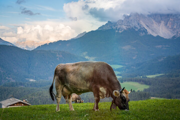 cow grazing on green field in the mountains