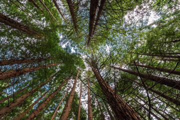 Fototapeta premium Secuoia forest Cabezon de la Sal